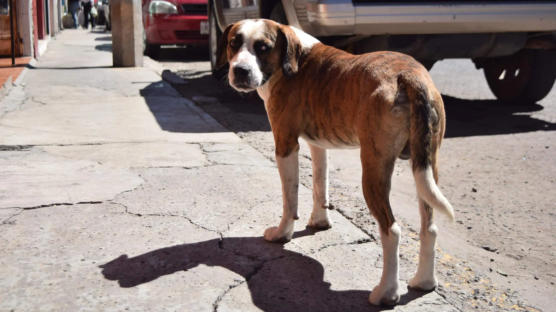 Rebasa a rescatistas abandono de mascotas.